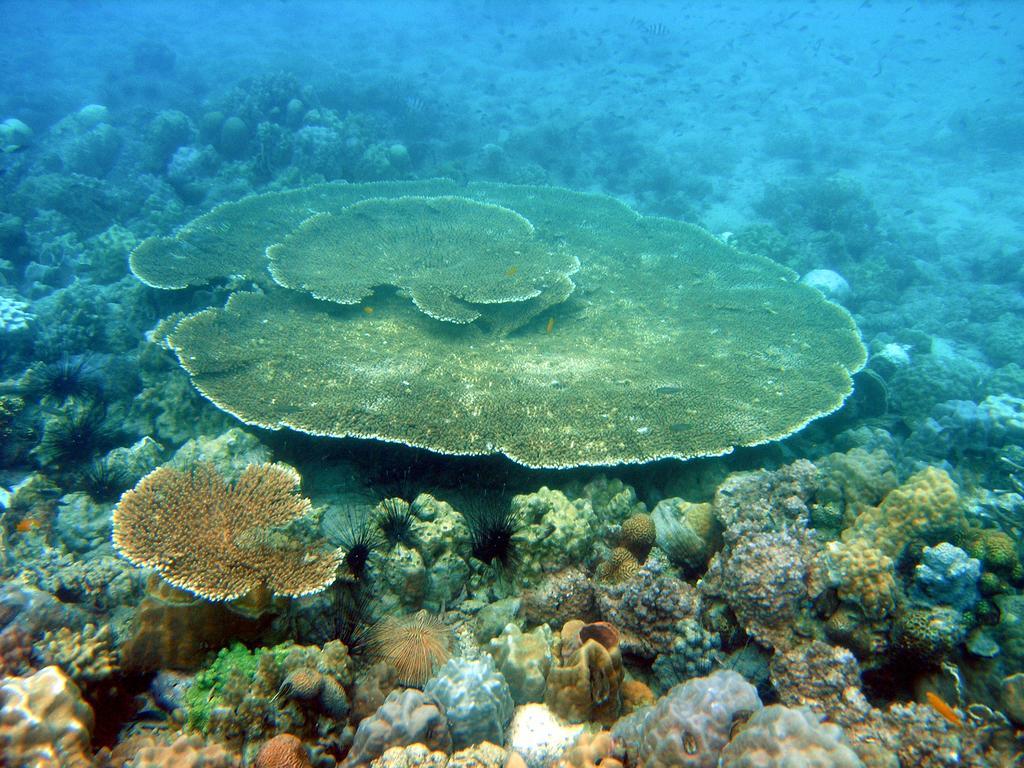 Koh Talu Island Resort Bang Saphan Noi Eksteriør billede